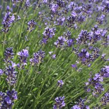 LAVENDER