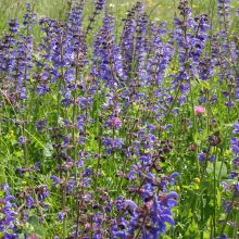 MEADOW CLARY
