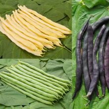 TRIO OF RUNNER BEANS