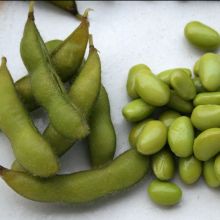 Hokkai Green - Edamame Sojabohne