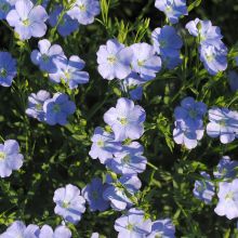 BLAUES WUNDER, LINSEED – buy organic seeds online - SATIVA Online Shop