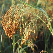 MILLET – buy organic seeds online - SATIVA Online Shop