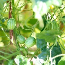 COCKTAILGURKE / ZEHNERIA SCABRA – buy organic seeds online - SATIVA Online Shop