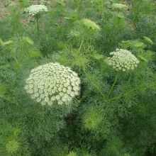 Bischofskraut - Ammi visnaga