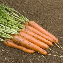 RODELIKA KS – buy organic seeds online - SATIVA Online Shop