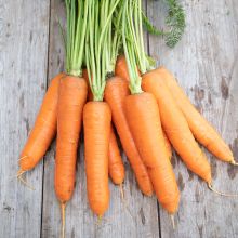 FLAKKEE, EARLY (SAT 506) – buy organic seeds online - SATIVA Online Shop