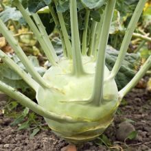SUPERSCHMELZ – buy organic seeds online - SATIVA Online Shop