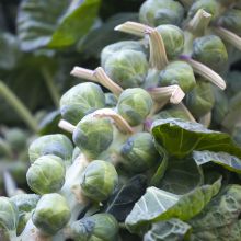 SELECTION – buy organic seeds online - SATIVA Online Shop