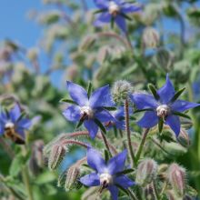 BORAGE – buy organic seeds online - SATIVA Online Shop
