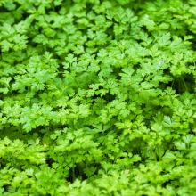 CHERVIL – buy organic seeds online - SATIVA Online Shop