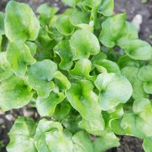 COCHLEARIA – buy organic seeds online - SATIVA Online Shop