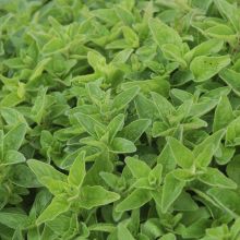 OREGANO, GREEK – buy organic seeds online - SATIVA Online Shop