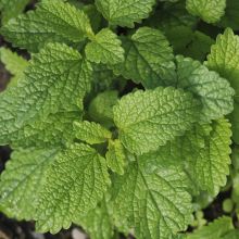 LEMON BALM – buy organic seeds online - SATIVA Online Shop