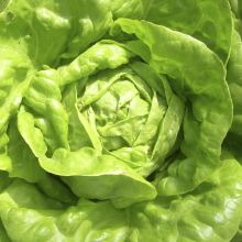 GLOIRE DE NANTES – buy organic seeds online - SATIVA Online Shop