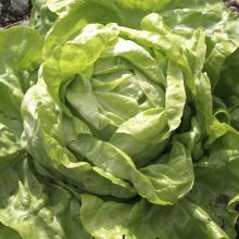ULTRA – buy organic seeds online - SATIVA Online Shop