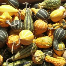 Mélange - Courge ornementale