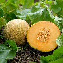 Auslese Benarys Zuckerkugel - Zuckermelone
