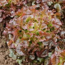 Red Salad Bowl - Feuille de chêne rouge