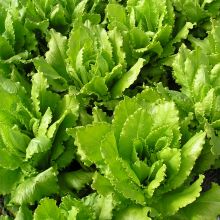 Venezianer - Pflücksalat grün