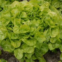 Hardy - Feuille de chêne verte