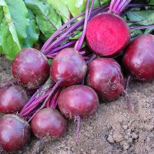 RED BALL 2 – buy organic seeds online - SATIVA Online Shop
