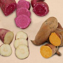 Patate douce en mélange - Jeunes plantes
