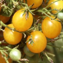 YELLOW CHERRY TOMATO – buy organic seeds online - SATIVA Online Shop