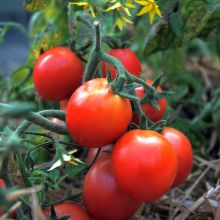 CONTAINER TOMATO RASPBERRY COLOURED – buy organic seeds online - SATIVA Online Shop