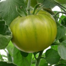 Evergreen - Fleischtomate