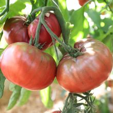 Black Prince - Fleischtomate