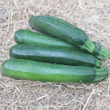 Inizia (SAT 28) - Courgette verte